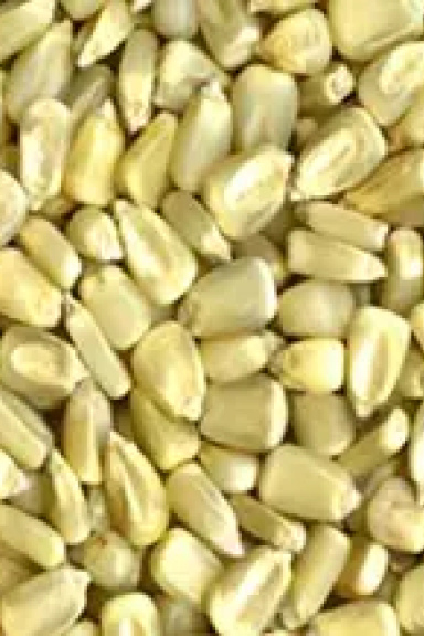 Yellow / White Maize